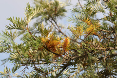 Grevillea robusta